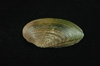 藏品(石蚌)的圖片